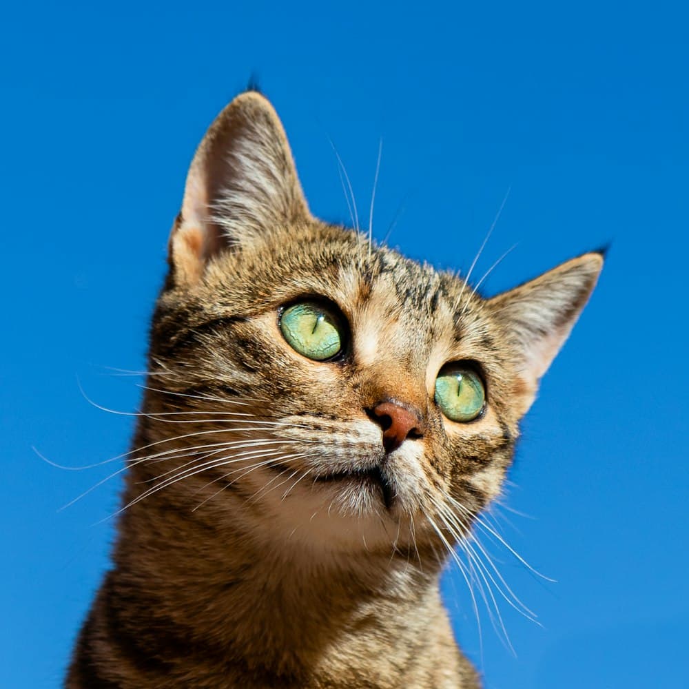 Clínica Veterinária