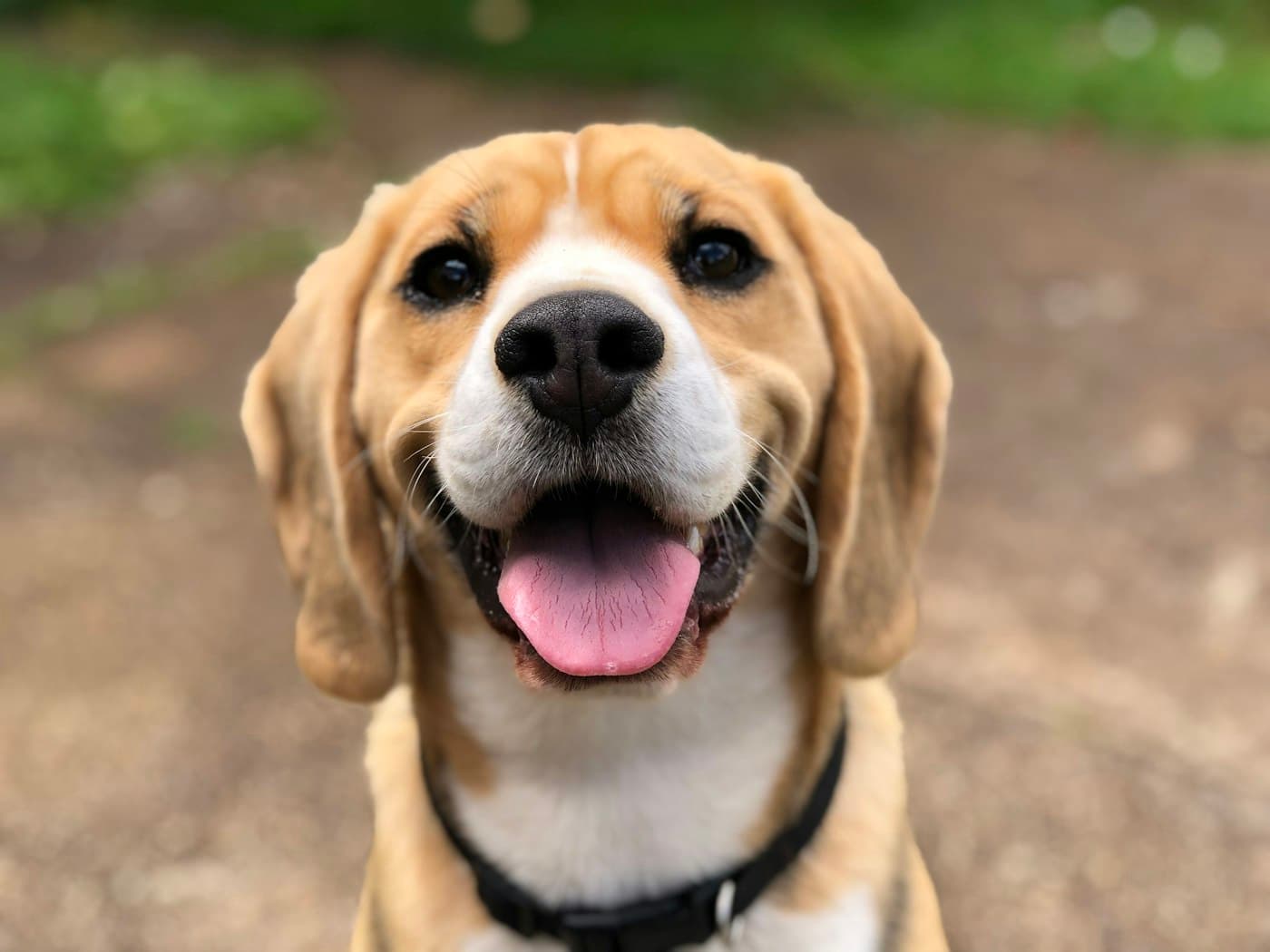 Cachorro feliz no petshop